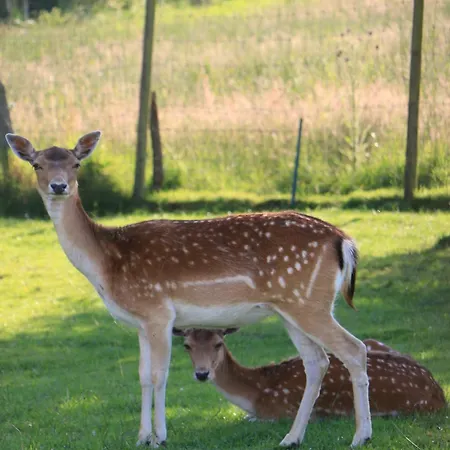 Kemp La Roulotte D'ala-daims