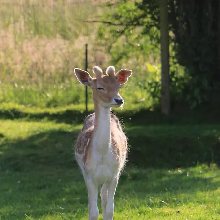 Κάμπινγκ La Roulotte D'ala-daims Nollevaux