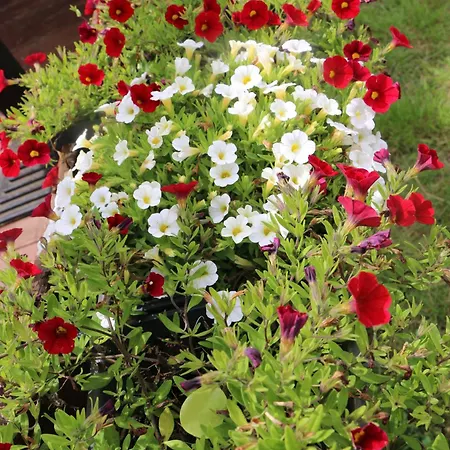 La Roulotte D'ala-daims Κάμπινγκ *