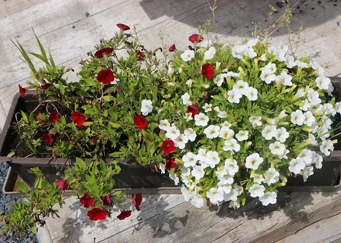 La Roulotte D'ala-daims Parque de Campismo